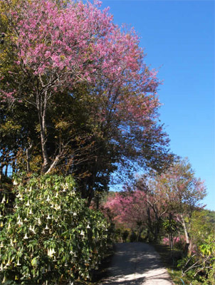 美斯樂櫻花(huā)村 美斯樂櫻花(huā)村